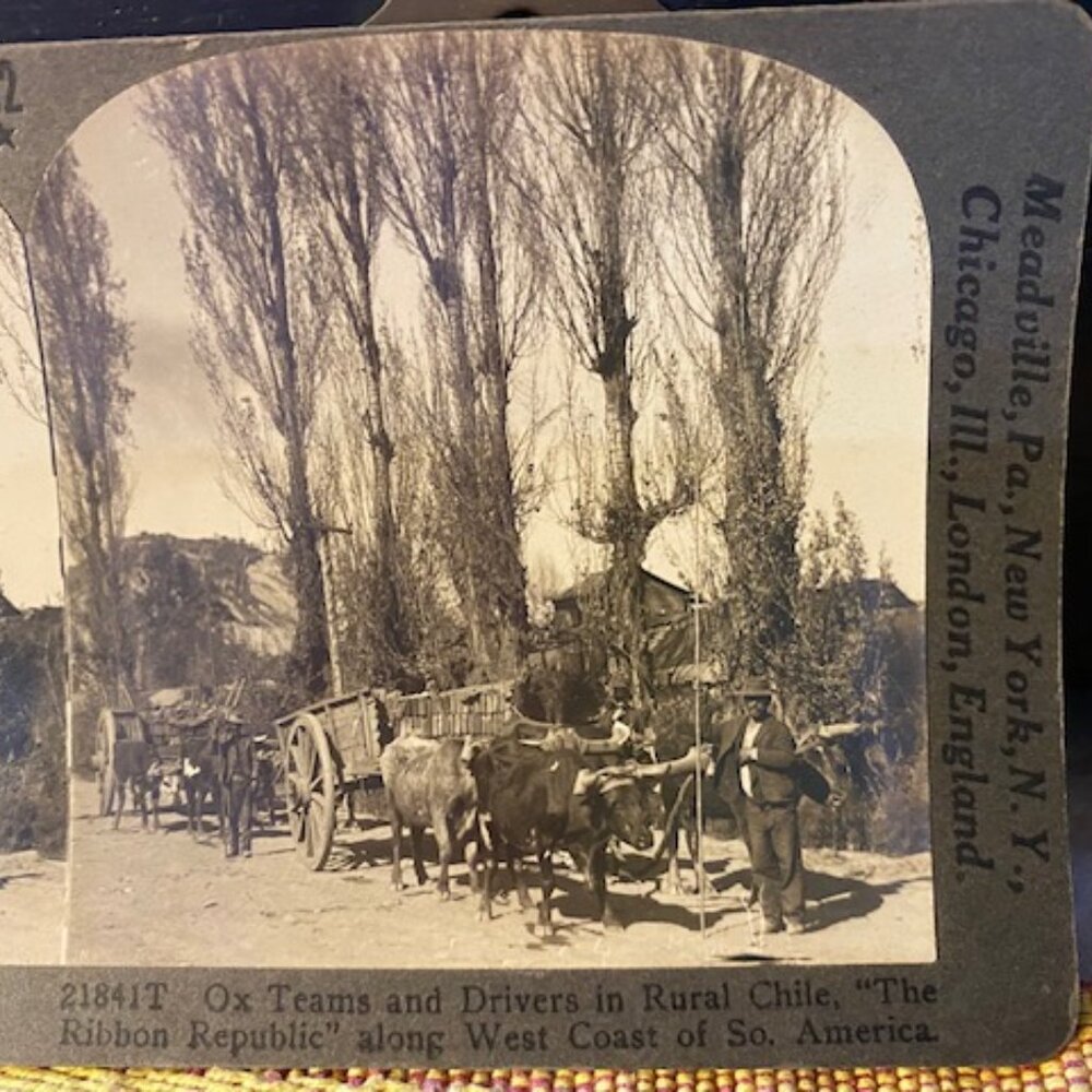 Ox Teams and Drivers in Rural Chile Stereoview Keystone View Co. 1900s